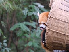 -成都大熊猫繁育研究基地