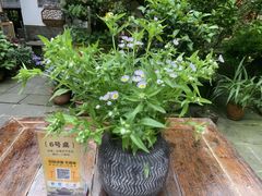 -华冠悠岚·庭院餐厅(青城后山店)