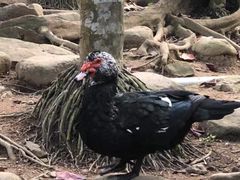 -呀诺达热带雨林