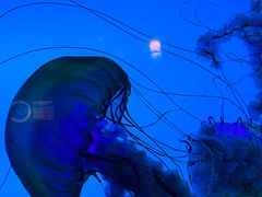 -太平洋海底世界