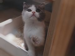 -BABIT巴比特宠物(MOMOPARK店)