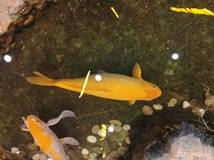 -丰圆轩粤式茶楼 . 点心粤菜(夏茅店)