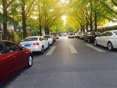 -三里屯东五街银杏大道