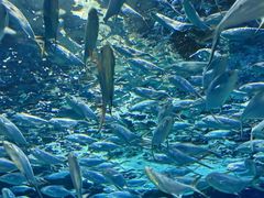 -上海海洋水族馆