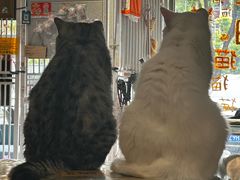 -平行世界·猫咖(首经贸店)