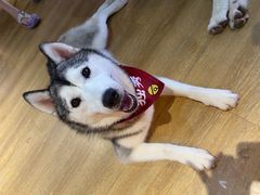 -Husky Go! 哈士奇体验馆·宠物咖啡厅狗咖