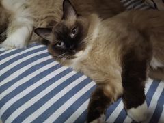 -佳雯宠物医院·皮肤科·内外科(春晓路分院)