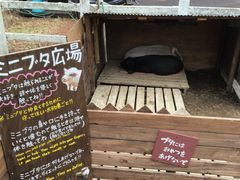 -神户市立六甲山牧场