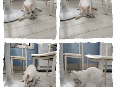 -喵的天空名猫咖啡馆·撸猫·猫舍·用品