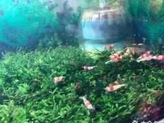 -万商花鸟市场
