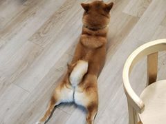 -柴迷FANS CLUB·柴犬狗咖·猫咖