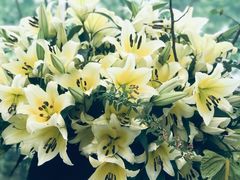 -上海鲜花港