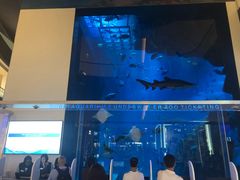 -迪拜水族馆及水下动物园