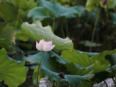 -荷塘月色湿地公园·向阳花洲