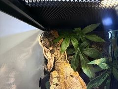 -酷以爬仙阁实体爬宠店·守宫·蜥蜴·专业繁育