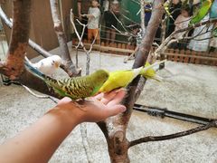 -上海大自然野生昆虫馆(东方明珠·爬宠昆虫探索中心)