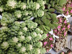 -循礼门鲜花花市(武汉循礼门店)