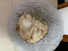 -爱侣·安琦尔宠物医院·中兽医针灸·心内科·狂犬免疫点(宝山区院)