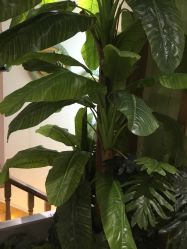 -芳朵美容养生SPA