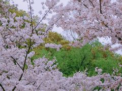 -苏州上方山国家森林公园