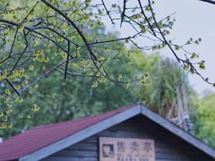 -香雪海