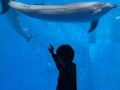 -海合安成都极地海洋公园