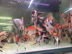 -中环花鸟鱼虫市场