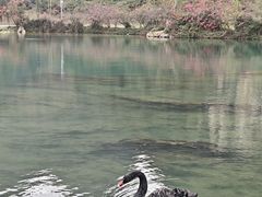 -靖西鹅泉风景区