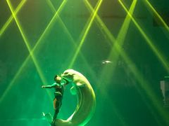 -芜湖新华联大白鲸海洋公园