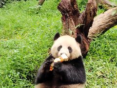 -广州长隆野生动物世界