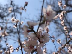 -桃花堤公园