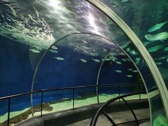 -上海海洋水族馆