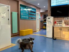 -天使宠物医院·犬猫分诊(彩虹店)