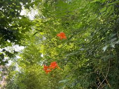 -陈家山荷花公园