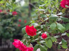 -嘉定凯悦·咖啡厅