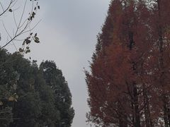 -白鹭湾湿地公园