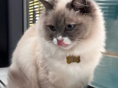 -伟伟宠物医院·CT影像中心·瑞派犬猫综合性门诊(汉口总院)