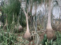 -南山植物园