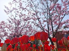 -丹东路渡口(轮渡站)