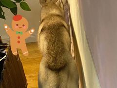 -Husky Go! 哈士奇体验馆·宠物咖啡厅狗咖