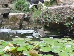 -秋霞圃