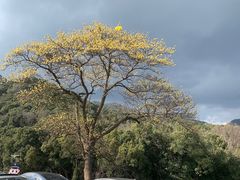 -龙坞茶村