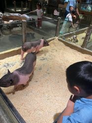 -造物庄园 萌宠纪(苏州湾歌林公园店)