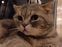-猫咪派对(江南西店)