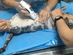 -纳吉亚猫专科动物诊疗中心(蒋宅口分院)