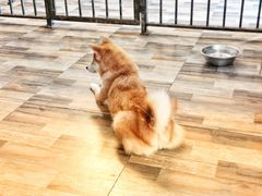 -柴源莊·柴小宠柴犬咖啡