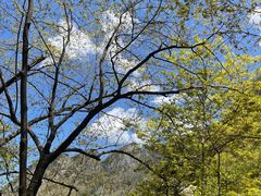 -青峰峡国家森林公园