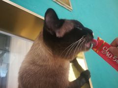 -飞行喵MR PILOT|猫舍·猫咖(静安大融城店)