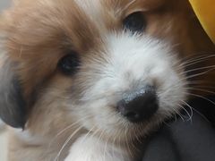 -瑞康宠物医院·犬猫牙科·异宠专科·转诊诊疗中心(劳卫路店)