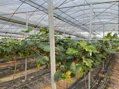 -迪茵湖田家舍生态农场